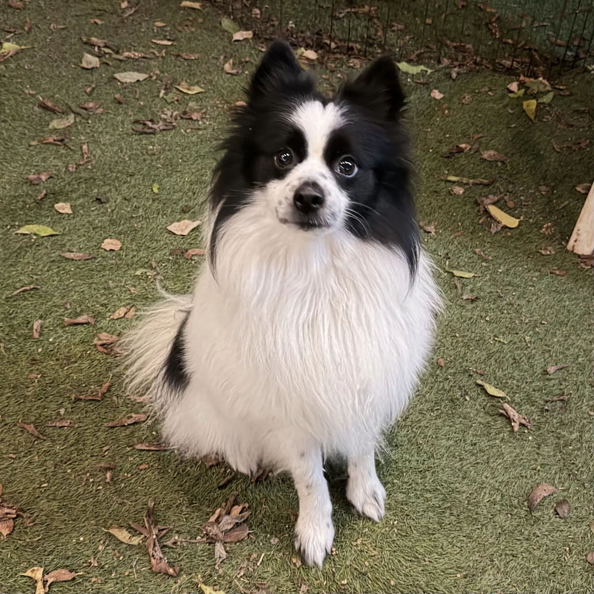 Slinky - Pomeranian