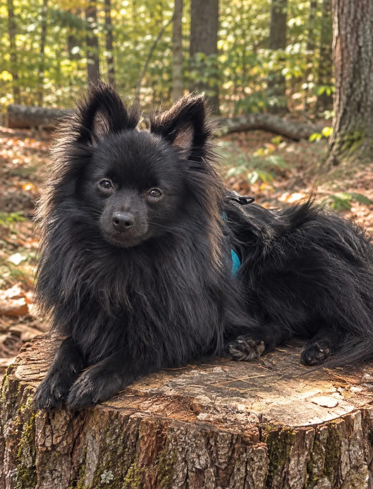 Tuco - Pomeranian