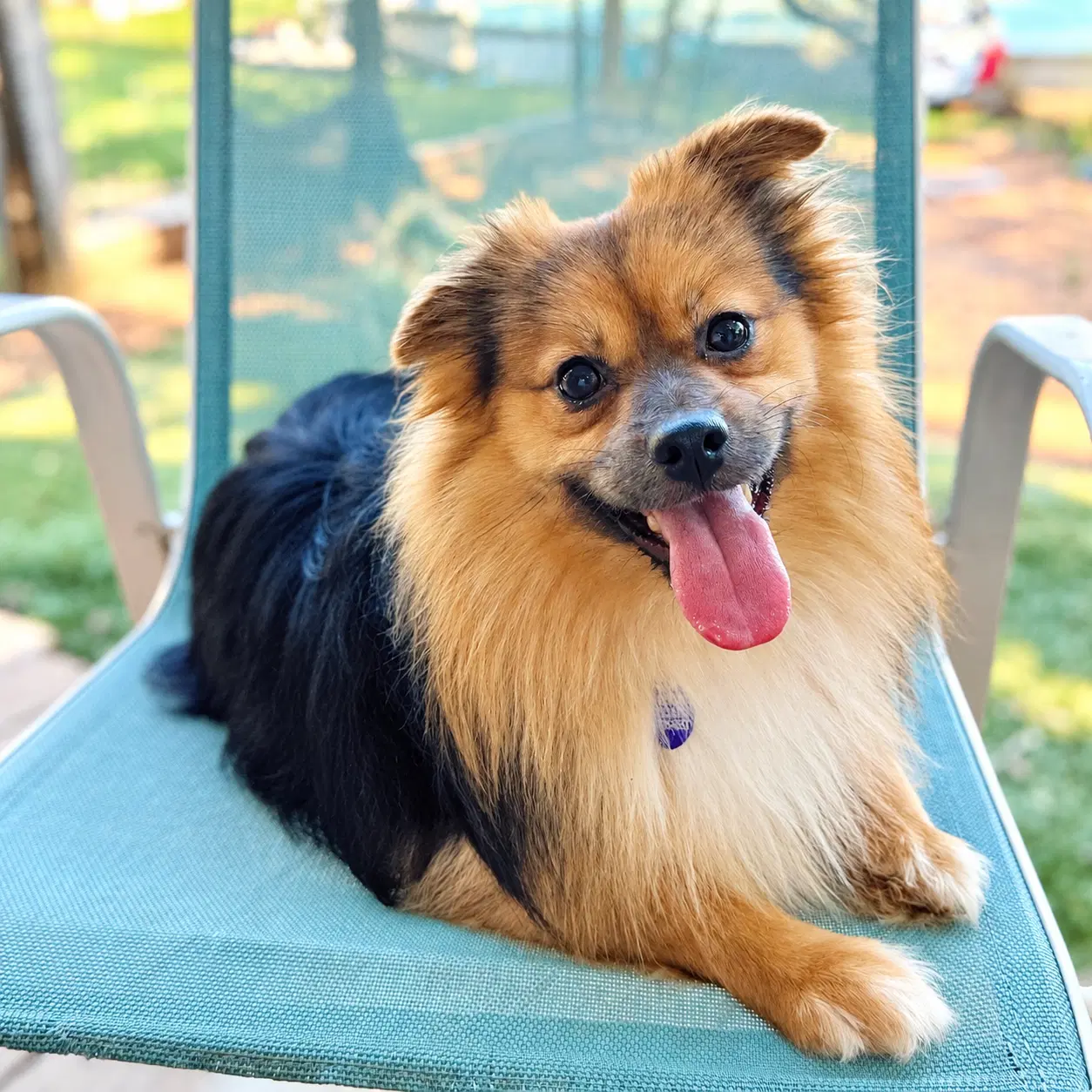 Bixby - Pomeranian