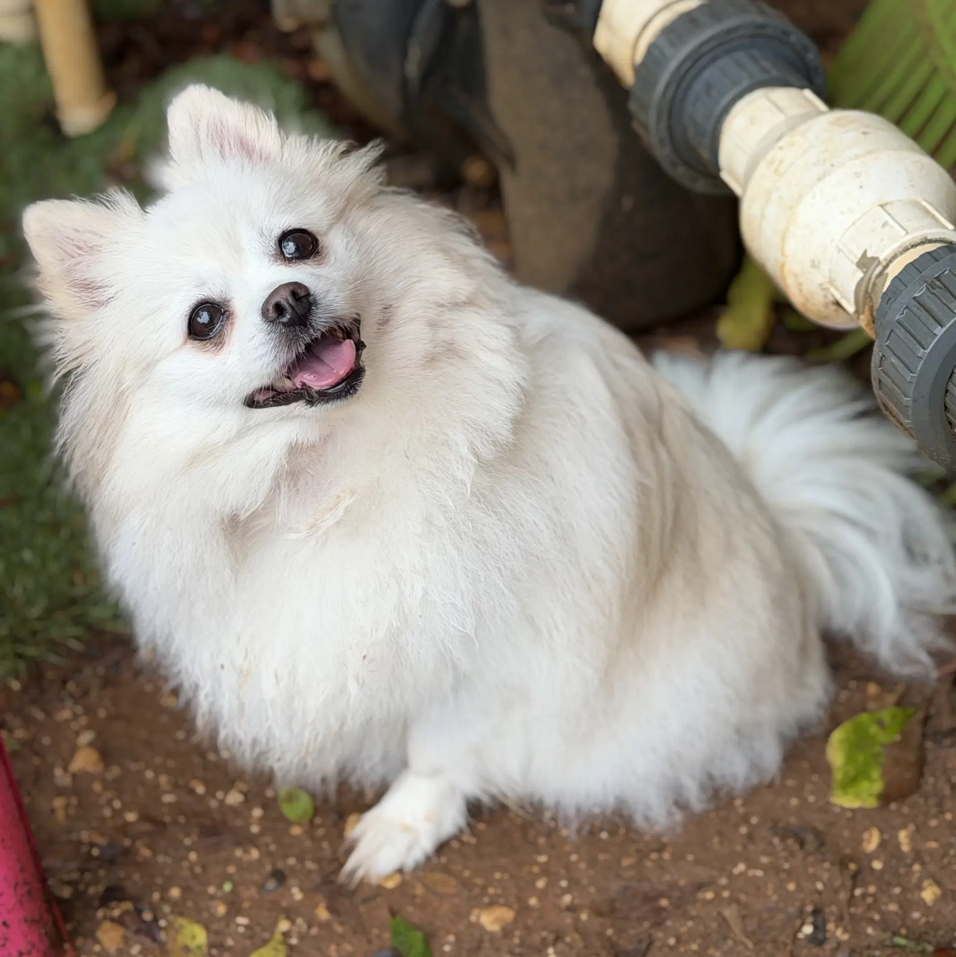 Juliet - Pomeranian