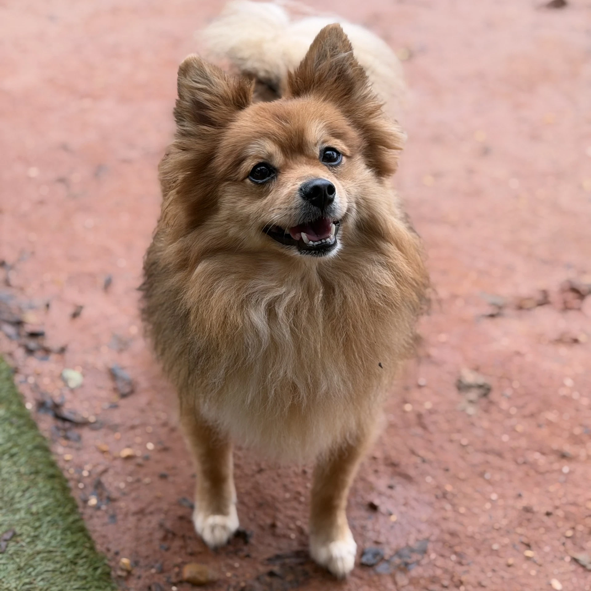 Gizmo