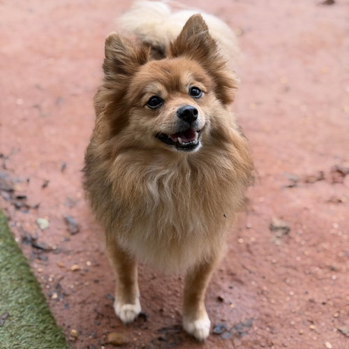 Gizmo, Pomeranian (medium coat)