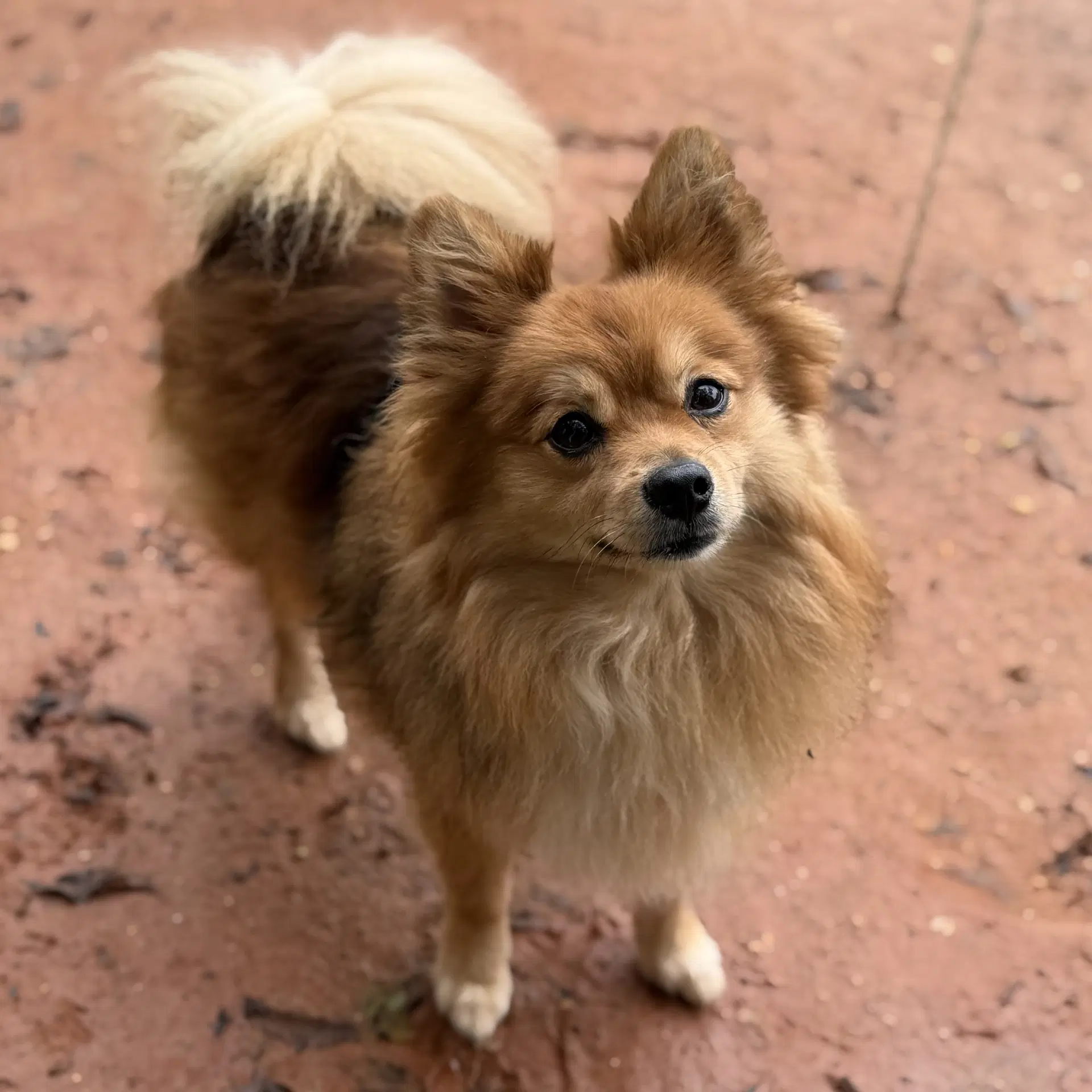 Gizmo image 2