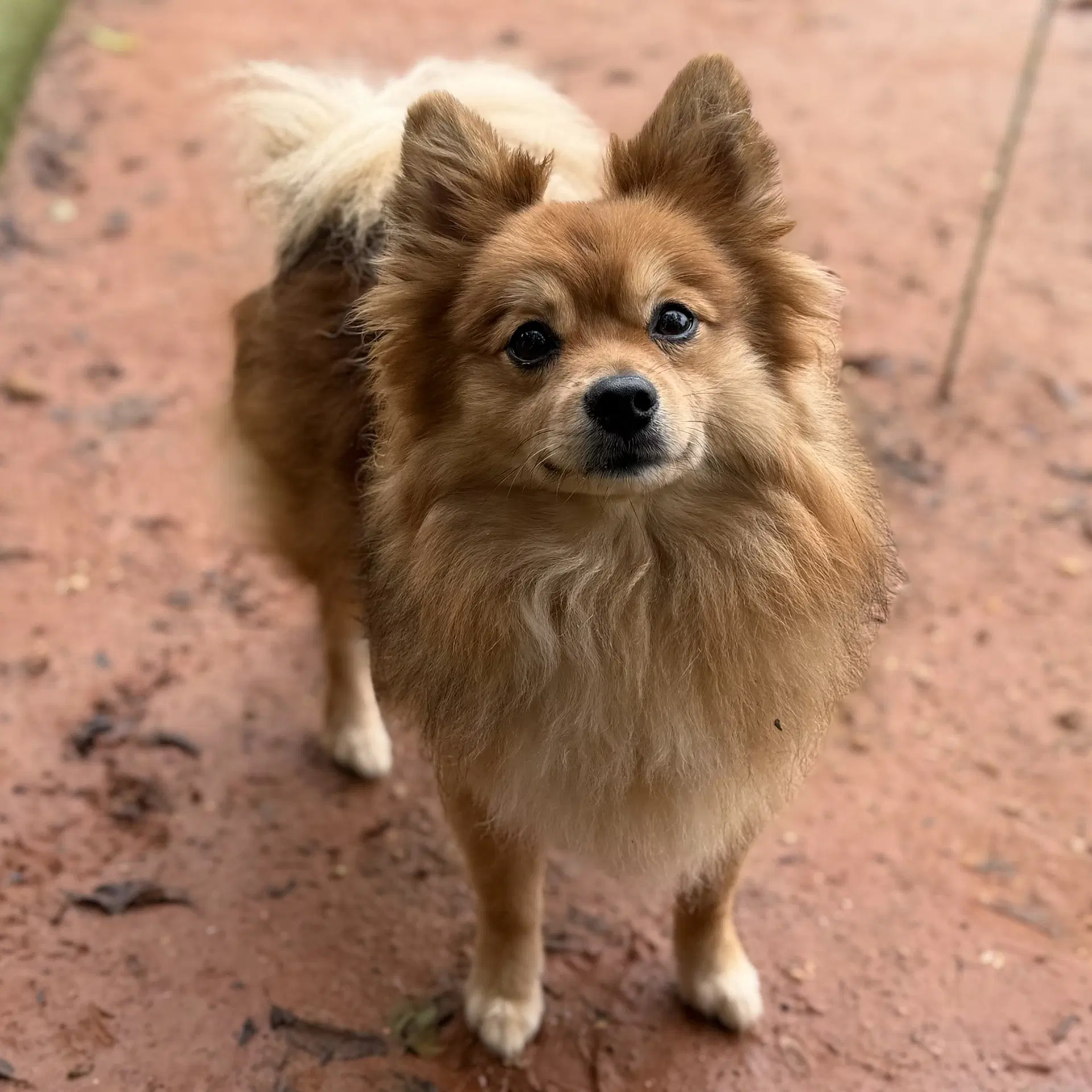 Gizmo image 3