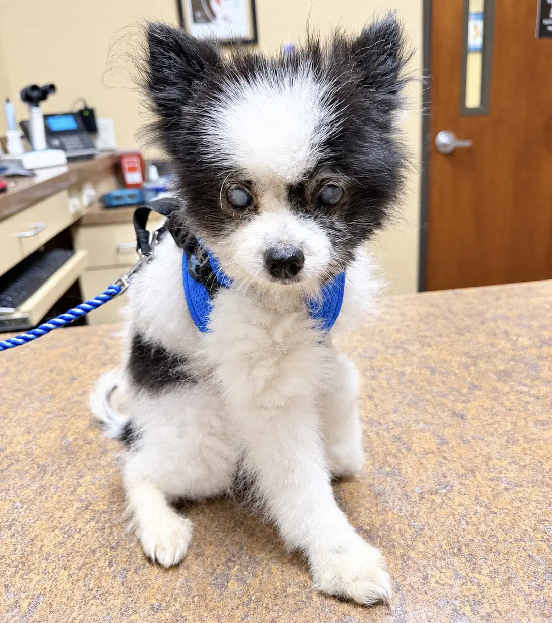 Montana - Pomeranian
