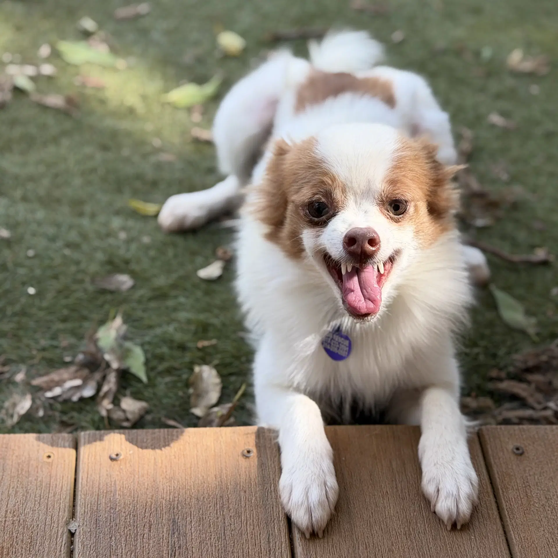 Rune - Pomeranian