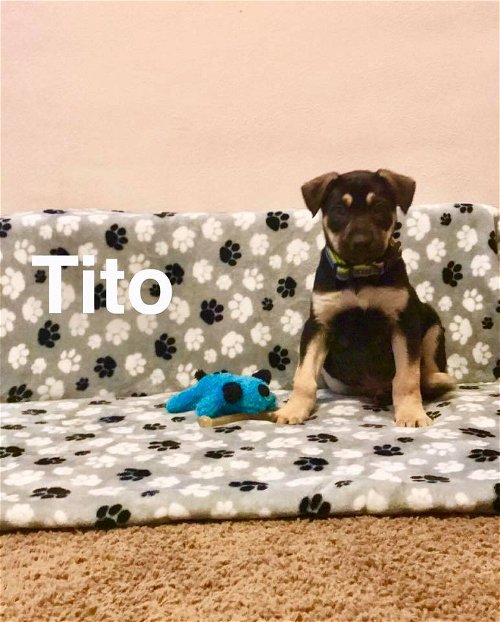 Tito 2019-005