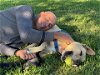 adoptable Dog in houston, TX named C52-22 Eeyore