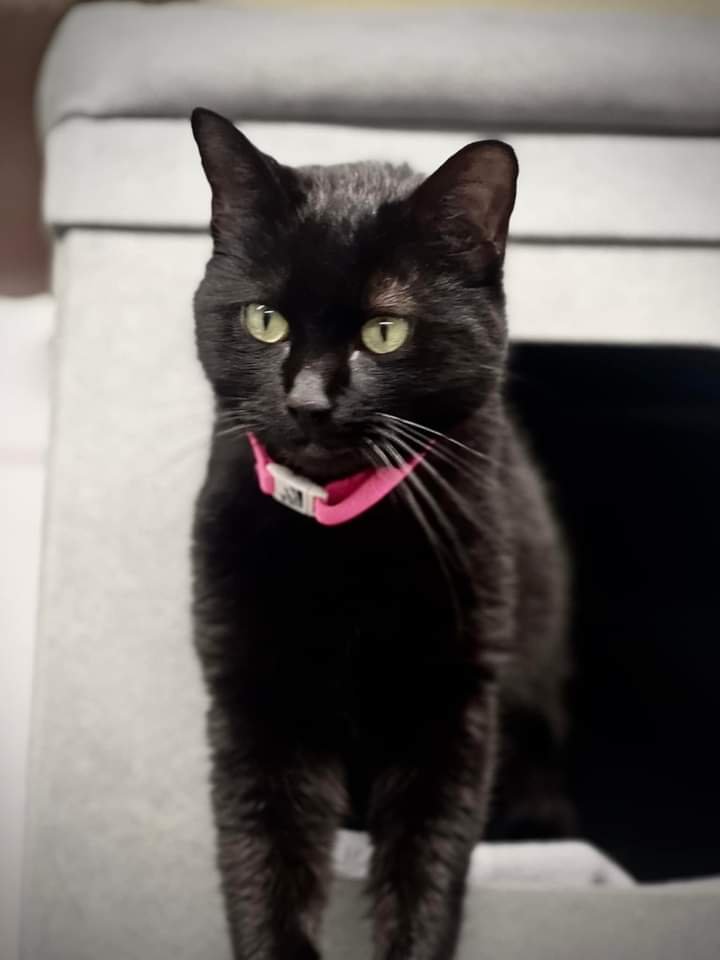 adoptable Cat in Houston, TX named F02-24 Rosa