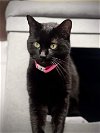 adoptable Cat in hou, TX named F02-24 Rosa