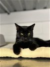 adoptable Cat in hou, TX named F06-24 Ace