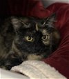 adoptable Cat in hou, TX named F25-24 Tori