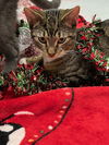 adoptable Cat in  named F38-24 Engine