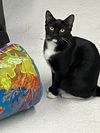 adoptable Cat in  named F37-24 Figaro