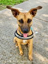 adoptable Dog in  named C58-24 Daisy