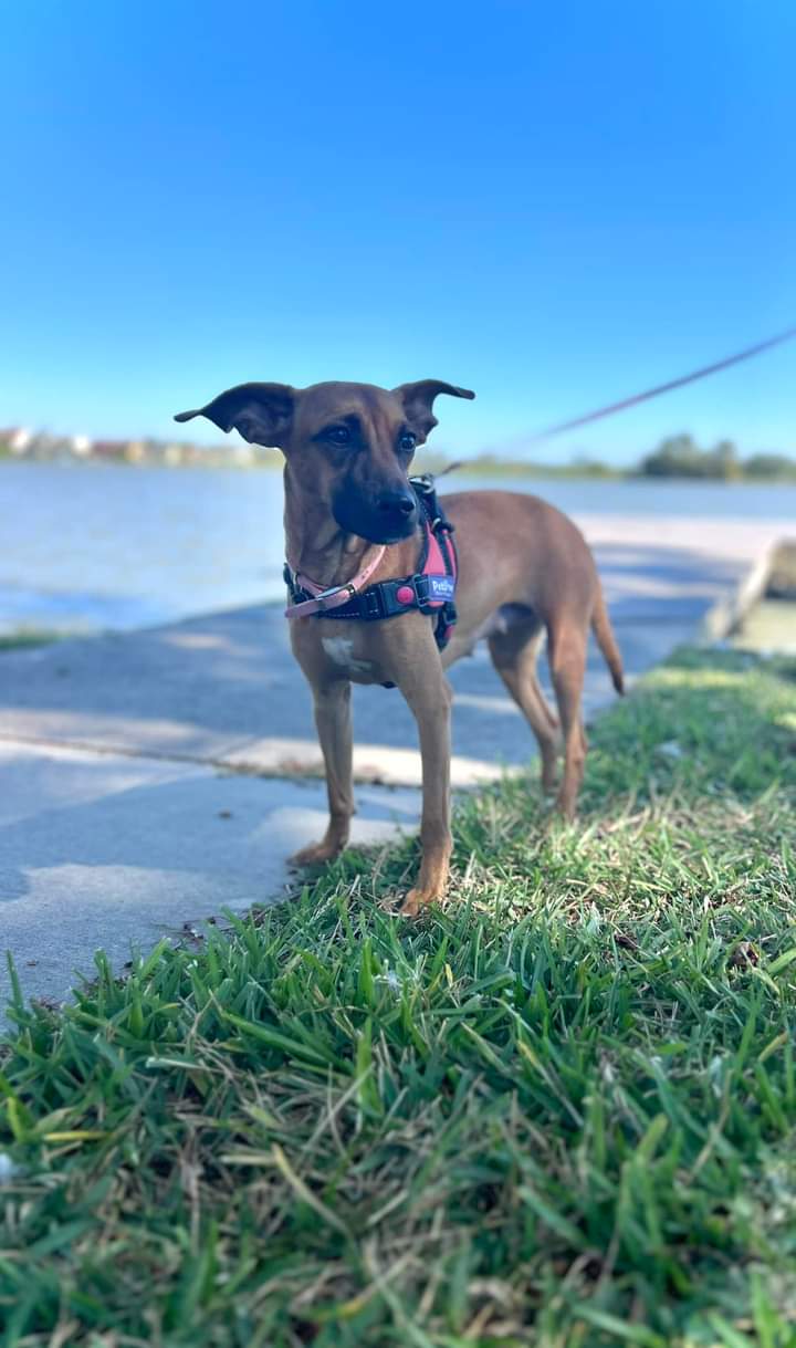 adoptable Dog in Houston, TX named C58-24 Daisy