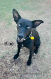 adoptable Dog in  named C57-24 Blue