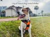adoptable Dog in  named C70-24 Rex