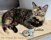adoptable Cat in  named F04-25 Csilla