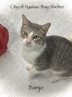 adoptable Cat in Houston, TX named F23-25 Banjo