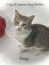 adoptable Cat in  named F23-25 Banjo