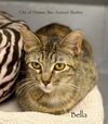 adoptable Cat in  named F33-25 Bella