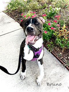 adoptable Dog in Houston, TX named C32-25 Bruno