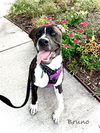 adoptable Dog in  named C32-25 Bruno