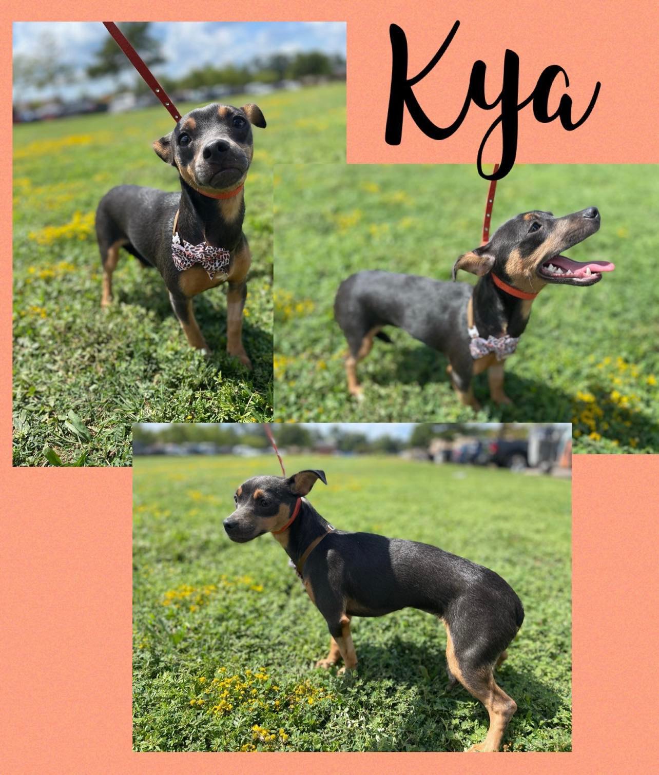 Dog for Adoption Kya, a Whippet in Gilmer, TX Alpha Paw