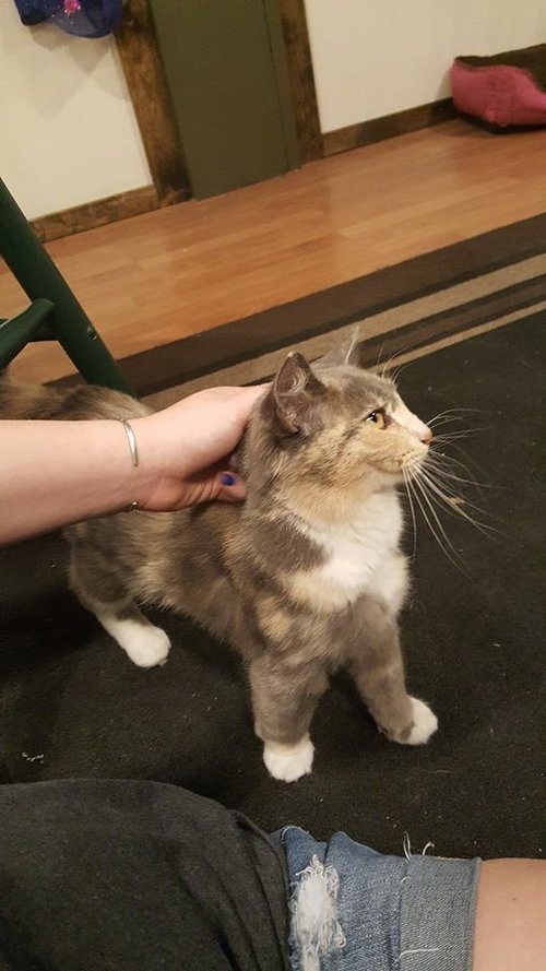 Primrose: Meet me at Holistic Housewife
