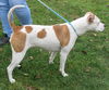 Bull Dog