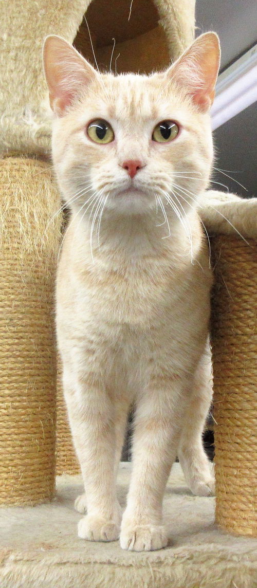 Sherbert