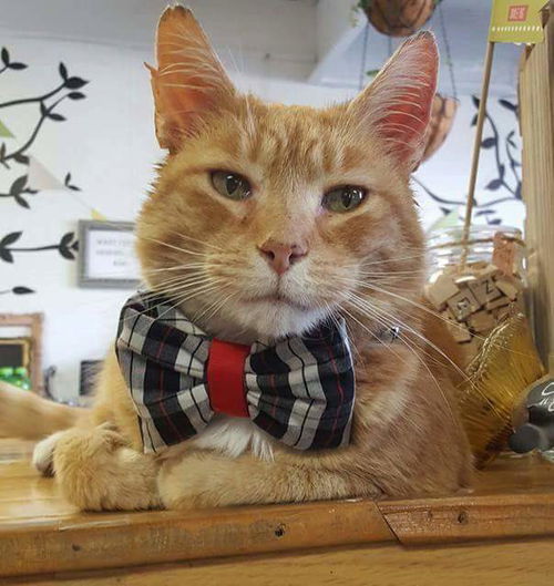 Cowboy (FIV+): Meet me at Shabby Ave.