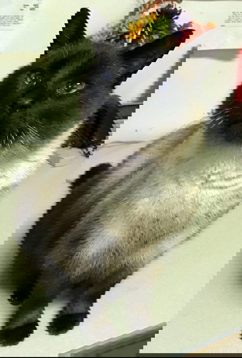 Tysor