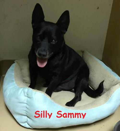 Silly Sammy