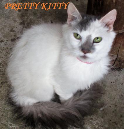 Pretty Kitty