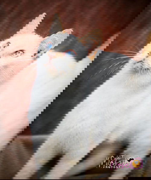 Blaze