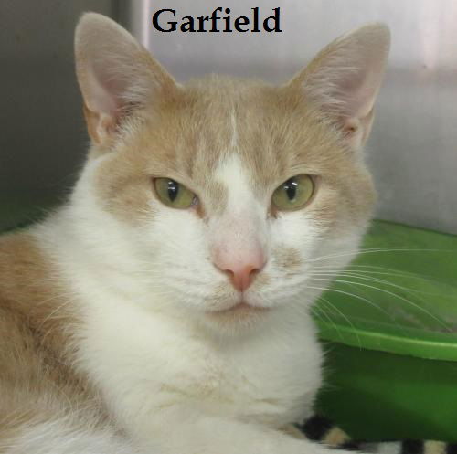 Garfield: FIV POSITIVE