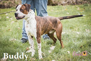 Buddy