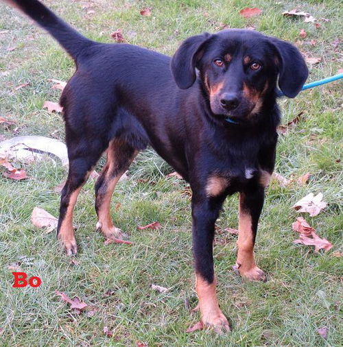 Bo