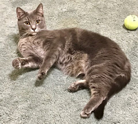 Dill
