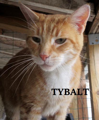 Tybalt