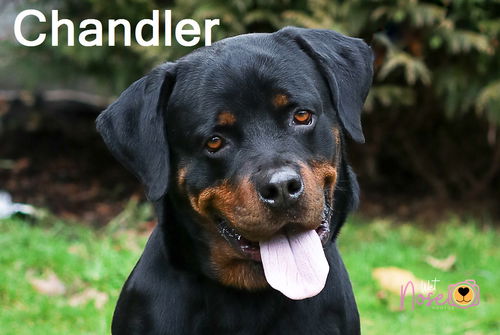 Chandler