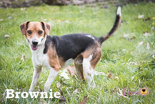 Brownie
