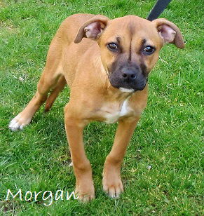 Morgan