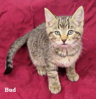 Bud