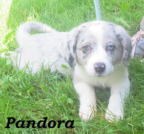 Pandora:Applications accepted thru June 10