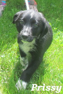 Prissy:Applications being accepted thru June 10
