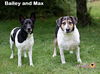 Max: Bonded with Bailey