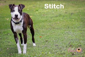 Stitch